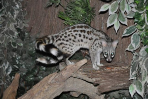 Barnaul zoo получи като подарък необичайно животно - genet